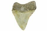 Bargain, Fossil Megalodon Tooth - North Carolina #368039-1